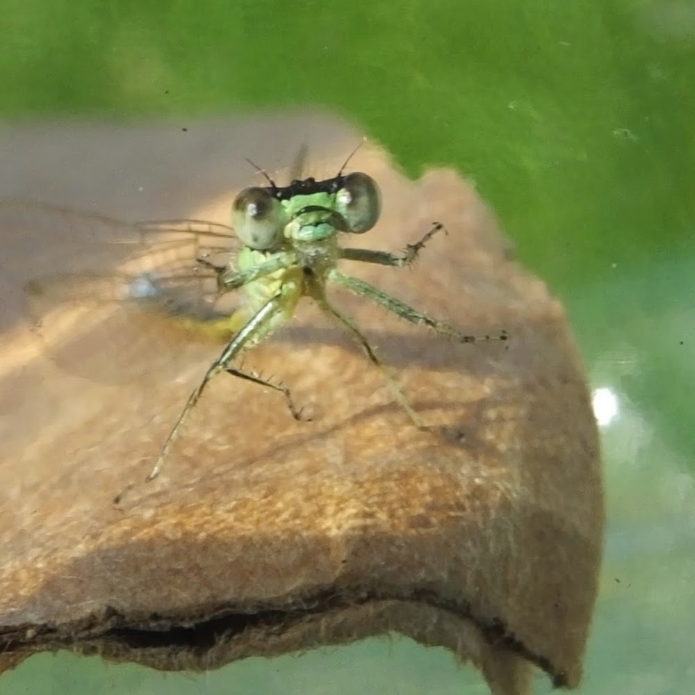 Meet your Posher, Jacquie